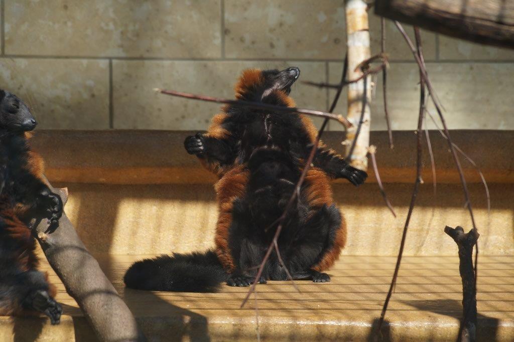 Zoo3