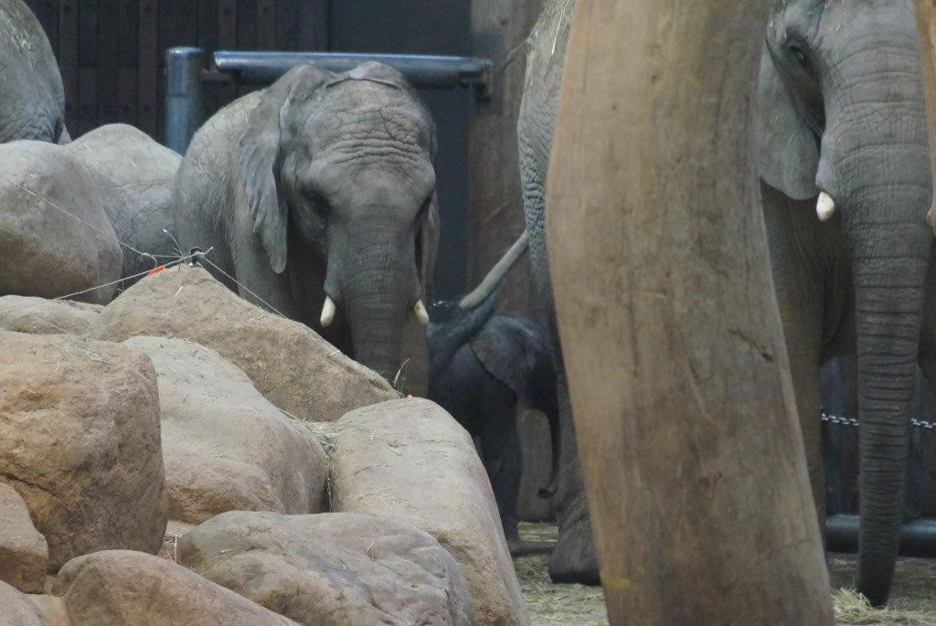 Zoo8